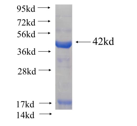 Recombinant human RPE65 SDS-PAGE