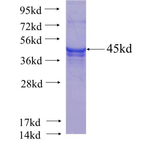 Recombinant human KIF3A SDS-PAGE