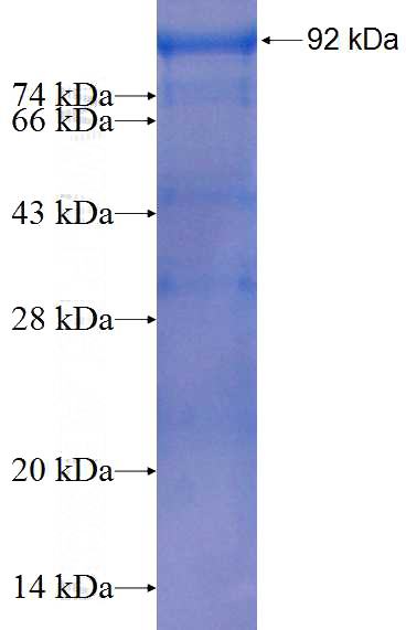 Recombinant Human Ubiquilin 2 SDS-PAGE