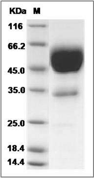 Cynomolgus CD83 Protein (Fc Tag) SDS-PAGE