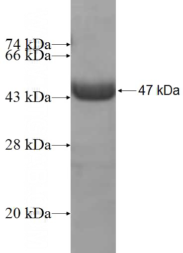 Recombinant Human RAP2B SDS-PAGE