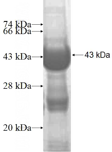 Recombinant Human POLR2H SDS-PAGE