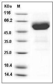 Mouse TRAIL R2 / CD262 / TNFRSF10B Protein (His & Fc Tag) SDS-PAGE