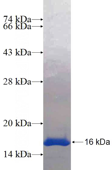 Recombinant Human HINT1 SDS-PAGE