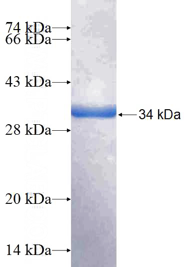 Recombinant Human PIK3R3 SDS-PAGE