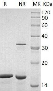 Human GDNF recombinant protein