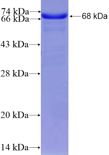 Recombinant Human MKL1 SDS-PAGE