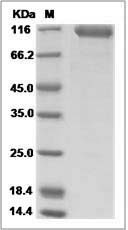 Cynomolgus B7-H3 / CD276 Protein (Fc Tag)