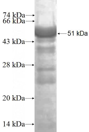 Recombinant Human MAEA SDS-PAGE