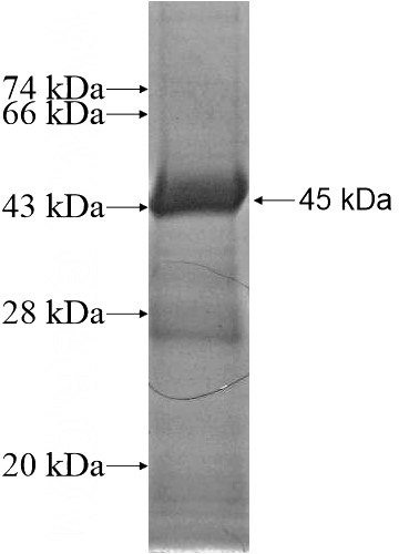 Recombinant Human GEMIN4 SDS-PAGE