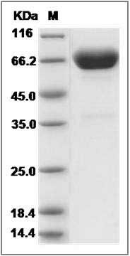 Human MSLN / Mesothelin Protein (Fc Tag), Biotinylated SDS-PAGE