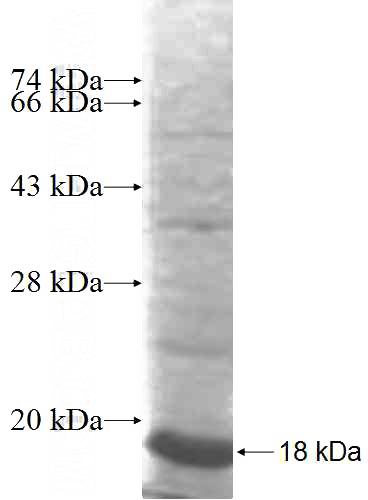 Recombinant Human FAIM2 SDS-PAGE