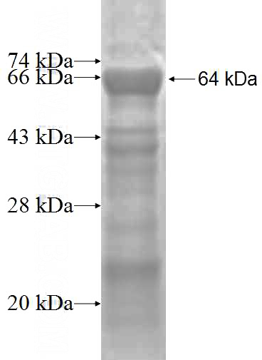 Recombinant Human FNTA SDS-PAGE