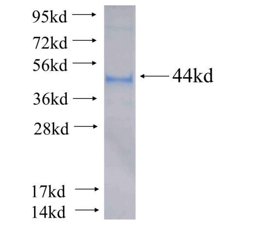 Recombinant human INF2 SDS-PAGE