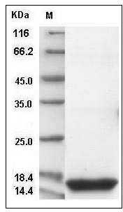 Mouse REG3D Protein (His Tag) SDS-PAGE