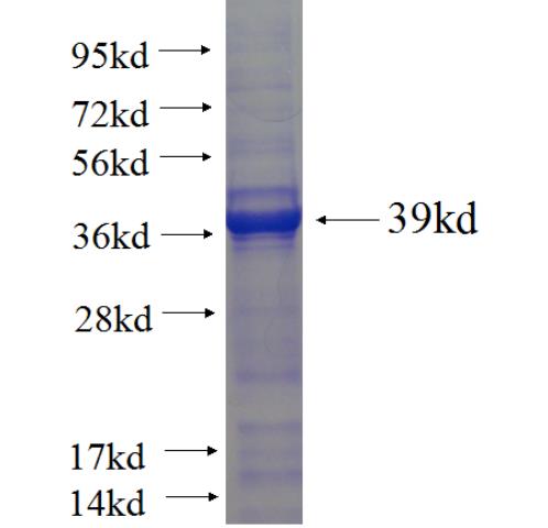 Recombinant Arabidopsis thaliana PPH1 SDS-PAGE