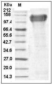 Human CSF1R / MCSF Receptor / CD115 Protein (His & Fc Tag) SDS-PAGE