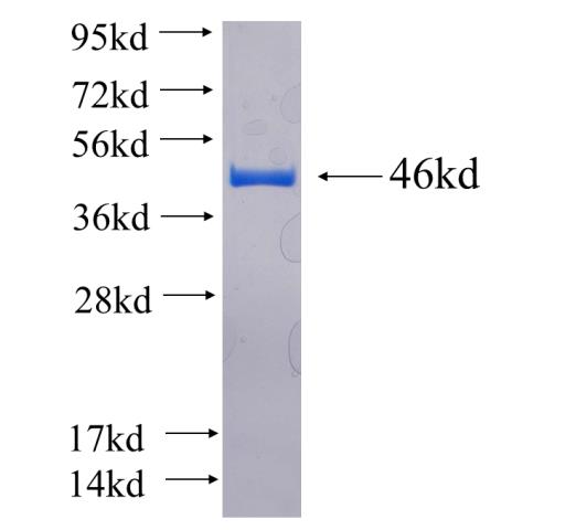 Recombinant human CYP24A1 SDS-PAGE