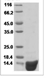 Human IL4/IL-4/Interleukin-4 Protein 14106