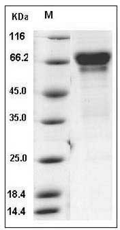 Mouse CD137 / 4-1BB (Fc Tag) recombinant protein