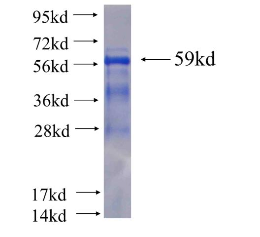 Recombinant human SOX13 SDS-PAGE