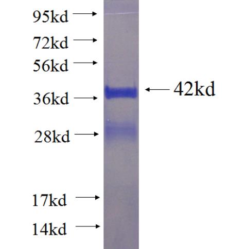 Recombinant human NENF SDS-PAGE