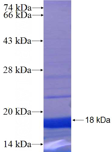 Recombinant Human POU5F2 SDS-PAGE