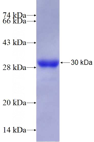 Recombinant Human Tubulin-beta SDS-PAGE