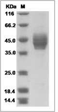 CADM2 protein SDS-PAGE