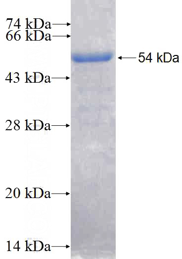 Recombinant Human ELF4 SDS-PAGE