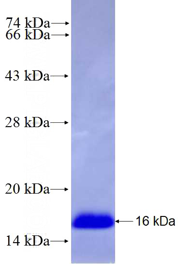 Recombinant Human PIK3R3 SDS-PAGE