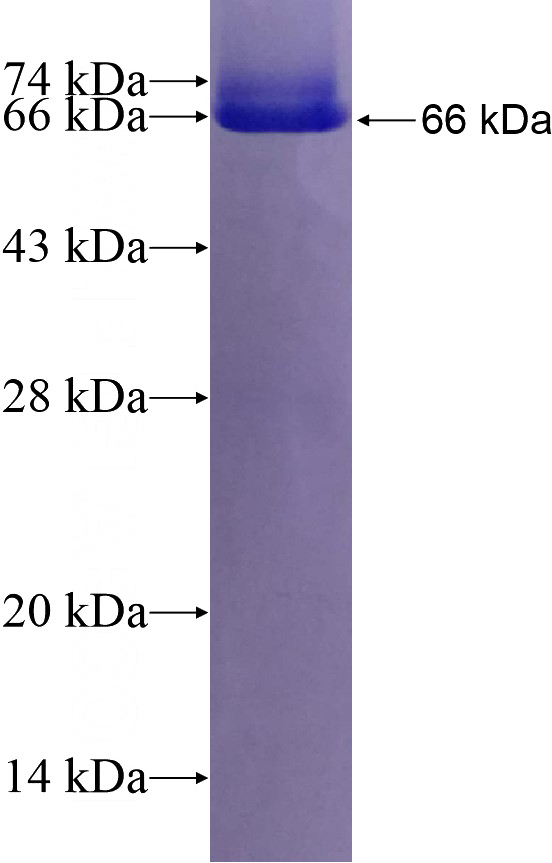 Recombinant Human FBXO2 SDS-PAGE