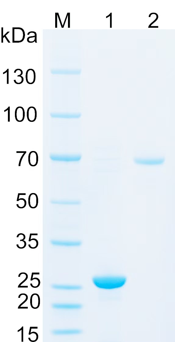 Recombinant Arabidopsis thaliana D14 SDS-PAGE