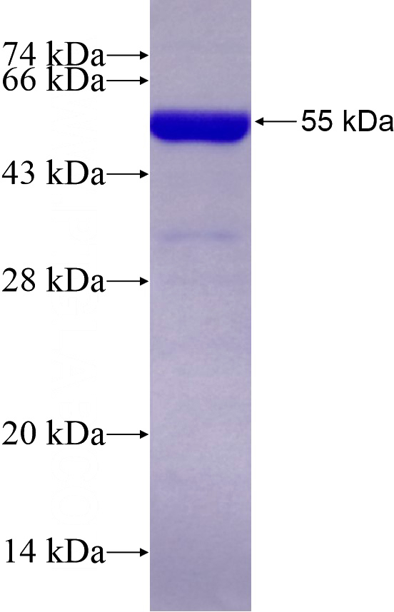 Recombinant Human BRD7 SDS-PAGE
