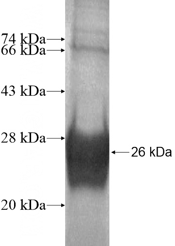 Recombinant Human APOBEC3H SDS-PAGE