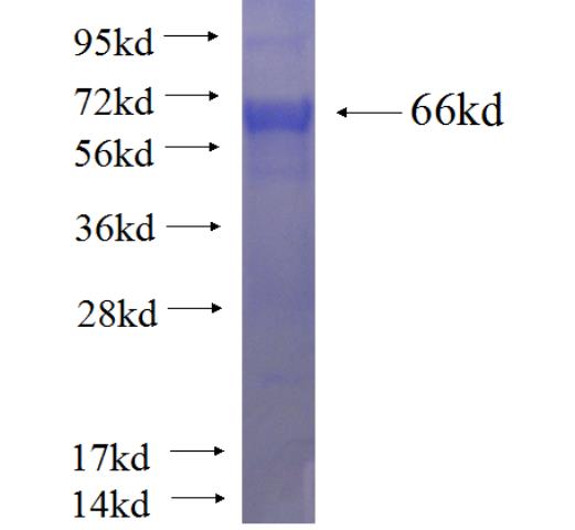Recombinant human RFC4 SDS-PAGE