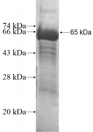 Recombinant Human NXN SDS-PAGE