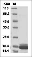 Human Interferon alpha 2 / IFNA2 Protein SDS-PAGE