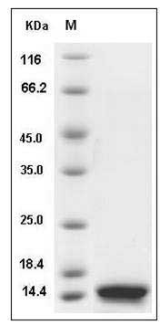 Mouse B2M / Beta-2-microglobulin Protein (His Tag) SDS-PAGE