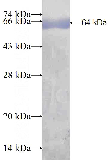 Recombinant Human GRP75 SDS-PAGE