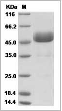 MZB1 protein SDS-PAGE