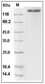Human ACE2 / Angiotensin-Converting Enzyme 2 Protein (Fc Tag) SDS-PAGE