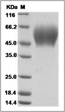 Mouse FGFR2 / CD332 Protein (His Tag) SDS-PAGE