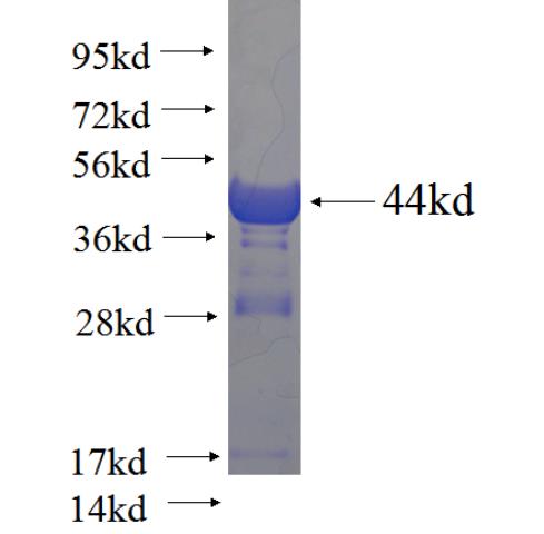 Recombinant human VPS41 SDS-PAGE