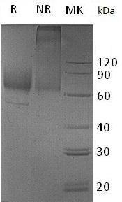 Mouse Scarb2 (Fc tag) recombinant protein