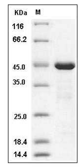 Human PRL-2 / PTP4A2 Protein (GST Tag) SDS-PAGE