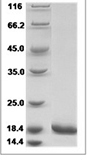 Human G-CSF/CSF3 Protein 14119