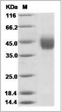 Human FSTL1 Protein (His Tag)