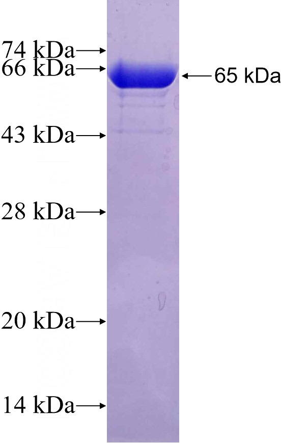 Recombinant Human OGT SDS-PAGE