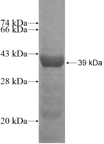 Recombinant Human PURB SDS-PAGE